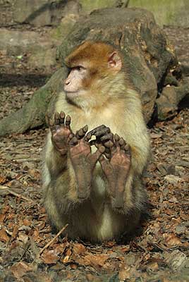 Aachener Zoo Aachener-Zoo-Berberaffe-001